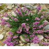 Calluna vulgaris 'Mullion' - vřes obecný