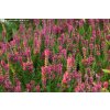 Calluna vulgaris 'Ross Hutton' - vřes obecný