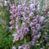 Calluna vulgaris 'Silver Knight' - vřes obecný