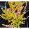 Calluna vulgaris 'Sir John Charrington' - vřes obecný
