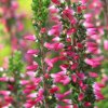 Calluna vulgaris 'Sylke' - vřes obecný