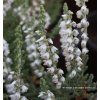 Calluna vulgaris 'Velvet Fascination' - vřes obecný