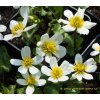 Caltha palustris 'Alba' - blatouch bahenní