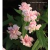 Calystegia hederacea 'Multiplex' - Opletník břečťanolistý