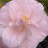 Camellia jap. 'April Remember' - kamélie