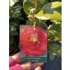 Camellia japonica 'Dr. Burnside' - kamélie japonská