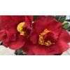 Camellia japonica 'Dr. Burnside' - kamélie japonská