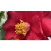 Camellia japonica 'Dr. Burnside' - kamélie japonská