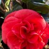 Camellia japonica 'Dr. Burnside' - kamélie japonská