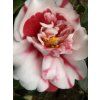 Camellia japonica 'General Coletti' - kamélie
