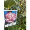 Camellia japonica 'Margaret Davis' - kamélie