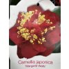 Camellia japonica 'Margaret Wells' - kamélie