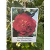 Camellia japonica 'Mrs.Charlet Cobb' - kamélie
