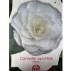 Camellia japonica 'Purity' - kamélie