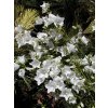 Campanula persicifolia 'Grandiflora Alba' - zvonek broskvolistý