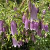 Campanula punctata 'Rubriflora' - zvonek tečkovaný