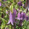 Campanula punctata 'Rubriflora' - zvonek tečkovaný