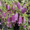 Campanula punctata 'Rubriflora' - zvonek tečkovaný
