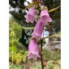 Campanula punctata 'Rubriflora' - zvonek tečkovaný