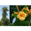 Campsis radicans 'Flava' - trubač kořenující