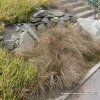 Carex comans 'Bronze Form' - ostřice chocholatá
