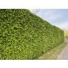 Carpinus betulus - habr obecný