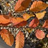 Carpinus betulus 'Orange Retz' - habr obecný