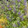 Caryopteris x clandonensis 'Grand Bleu' - ořechokřídlec