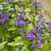 Caryopteris x clandonensis 'Grand Bleu' - ořechokřídlec