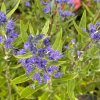 Caryopteris x clandonensis 'Kew Blue' - ořechoplodec clandonský