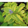 Caryopteris x clandonensis 'Summer Sorbet' - ořechoplodec