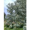 Castanea sativa 'Variegata' - kaštanovník setý