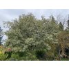 Castanea sativa 'Variegata' - kaštanovník setý