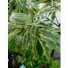 Castanea sativa 'Variegata' - kaštanovník setý