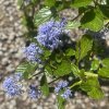Ceanothus thyrsiflorus var. repens - zpododěr (latnatec)