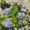 Ceanothus thyrsiflorus var. repens - zpododěr (latnatec)