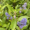 CEANOTHUS x delilianus 'Henri Desfossé' - zbloděr