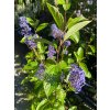 CEANOTHUS x delilianus 'Henri Desfossé' - zbloděr