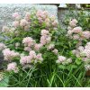 Ceanothus x pallidus 'Marie Simon' - latnatec