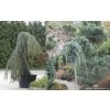 Cedrus atlantica 'Glauca Pendula' - cedr atlaský