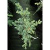 Cedrus atlantica 'Saphire Nymph' - cedr atlaský