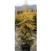 Cedrus deodara 'Aurea' - cedr himalájský