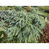 Cedrus deodara 'Feeling Blue' - cedr himalájský