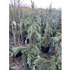 Cedrus deodara 'Feeling Blue' vyvazovaný - cedr himalájský