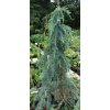 Cedrus deodara 'Feeling Blue' vyvazovaný - cedr himalájský