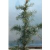 Cedrus deodara 'Karl Fuchs' - cedr himalájský