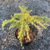 Cedrus deodara 'Lime Glow' - cedr himalájský