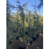 Cedrus deodara 'Pendula' - cedr himalájský