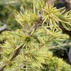 Cedrus libani 'Golden Tip' - cedr libanonský