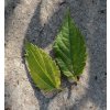 Celtis australis - břestovec jižní